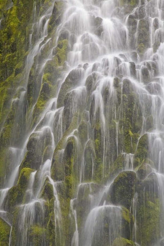Oregon, Willamette NF View of Proxy Falls White Modern Wood Framed Art Print with Double Matting by Paulson, Don