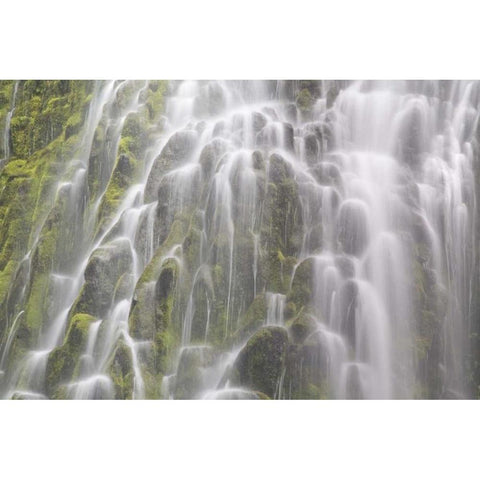 Oregon, Willamette NF View of Proxy Falls White Modern Wood Framed Art Print by Paulson, Don