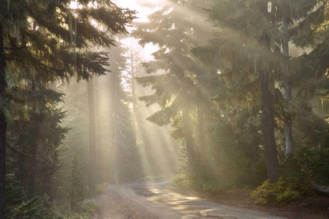 OR, Willamette NF God rays illumine foggy forest Black Ornate Wood Framed Art Print with Double Matting by Paulson, Don