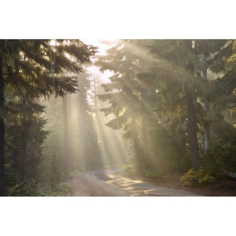 OR, Willamette NF God rays illumine foggy forest White Modern Wood Framed Art Print by Paulson, Don