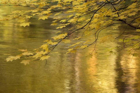 OR, Rogue River NF Vine maple over Rogue River White Modern Wood Framed Art Print with Double Matting by Paulson, Don