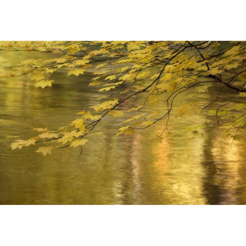 OR, Rogue River NF Vine maple over Rogue River Black Modern Wood Framed Art Print by Paulson, Don