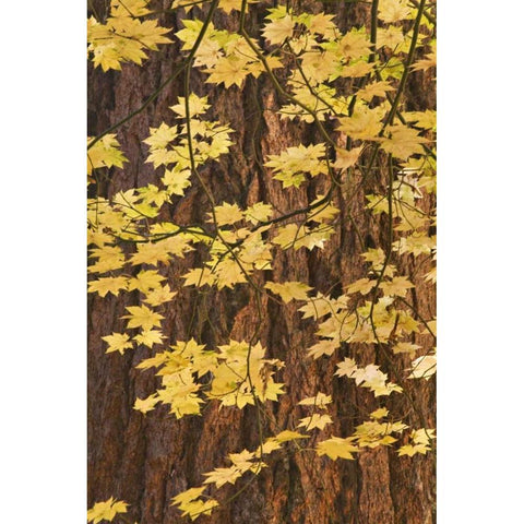 OR, Rogue River NF Vine maple leaves Gold Ornate Wood Framed Art Print with Double Matting by Paulson, Don