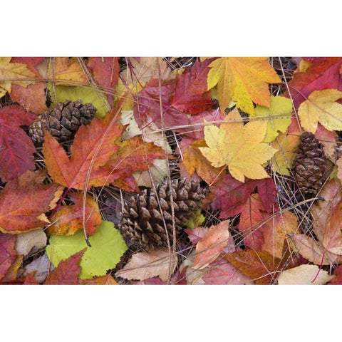 OR, Rogue River NF Forest floor in Autumn Black Modern Wood Framed Art Print by Paulson, Don