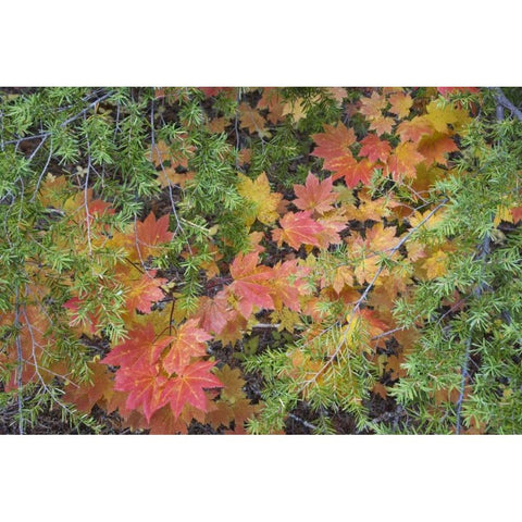 OR, Rogue River NF Vine maple leaves and hemlock Black Modern Wood Framed Art Print by Paulson, Don