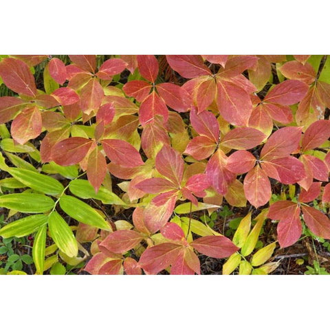 OR, Rogue River NF Dogwood leaves in autumn Black Modern Wood Framed Art Print with Double Matting by Paulson, Don