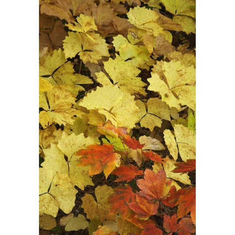 OR, Rogue River NF Leaves on forest floor Gold Ornate Wood Framed Art Print with Double Matting by Paulson, Don