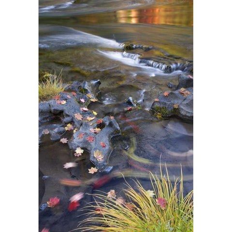 OR, Rogue River NF Leaves and autumn reflections White Modern Wood Framed Art Print by Paulson, Don
