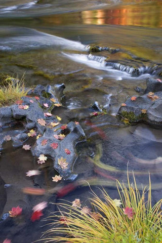 OR, Rogue River NF Leaves and autumn reflections White Modern Wood Framed Art Print with Double Matting by Paulson, Don