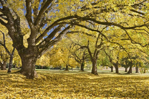 Oregon, Joseph H Stewart Walnut trees in autumn White Modern Wood Framed Art Print with Double Matting by Paulson, Don