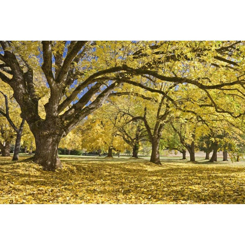 Oregon, Joseph H Stewart Walnut trees in autumn Gold Ornate Wood Framed Art Print with Double Matting by Paulson, Don