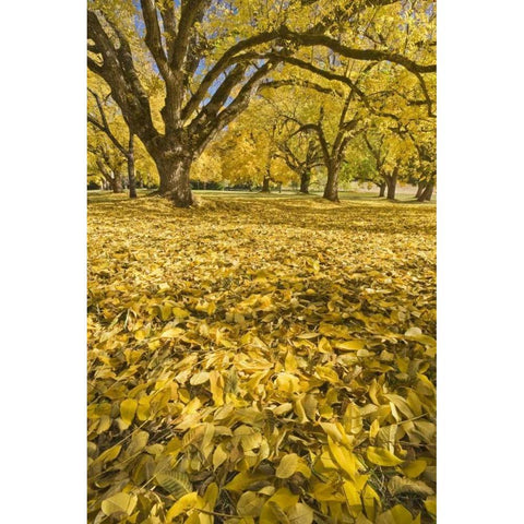 Oregon, Joseph H Stewart Walnut trees in autumn Black Modern Wood Framed Art Print by Paulson, Don