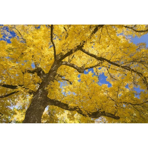 Oregon, Joseph H Stewart Walnut tree in autumn Black Modern Wood Framed Art Print by Paulson, Don