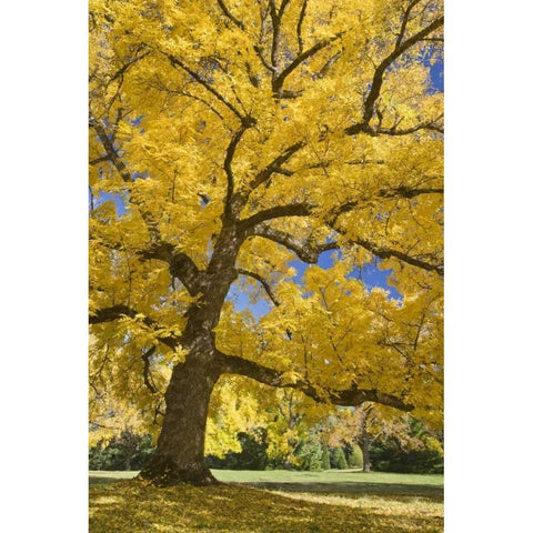 Oregon, Joseph H Stewart Walnut tree in autumn Black Modern Wood Framed Art Print with Double Matting by Paulson, Don
