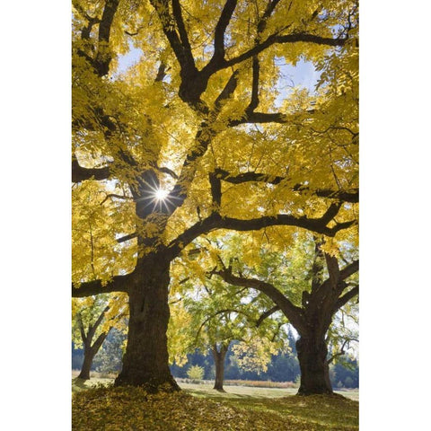 Oregon, Joseph H Stewart Walnut tree in autumn Black Modern Wood Framed Art Print by Paulson, Don