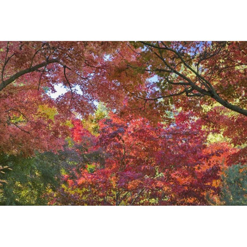 OR, Ashland Maple and chestnut trees in autumn Black Modern Wood Framed Art Print by Paulson, Don