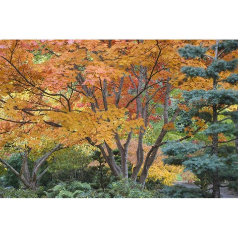 Oregon, Ashland Lithia Park trees in a Garden Black Modern Wood Framed Art Print by Paulson, Don
