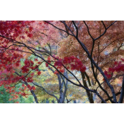 OR, Ashland Lithia Park maple trees in autumn Gold Ornate Wood Framed Art Print with Double Matting by Paulson, Don