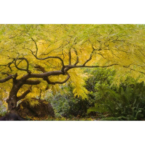Oregon, Ashland Lithia Park yellow maple trees Gold Ornate Wood Framed Art Print with Double Matting by Paulson, Don