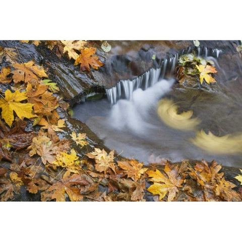 OR, Sweet Creek Maple leaves and stream eddy Black Modern Wood Framed Art Print with Double Matting by Paulson, Don