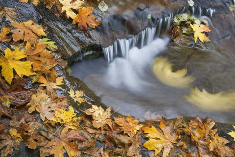 OR, Sweet Creek Maple leaves and stream eddy White Modern Wood Framed Art Print with Double Matting by Paulson, Don