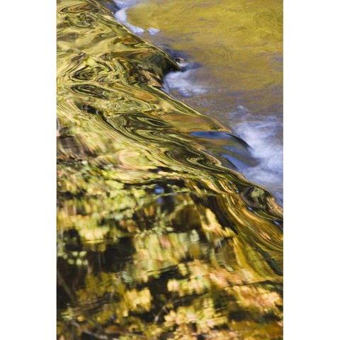 OR, Lake Creek Golden reflections on creek water Black Modern Wood Framed Art Print by Paulson, Don