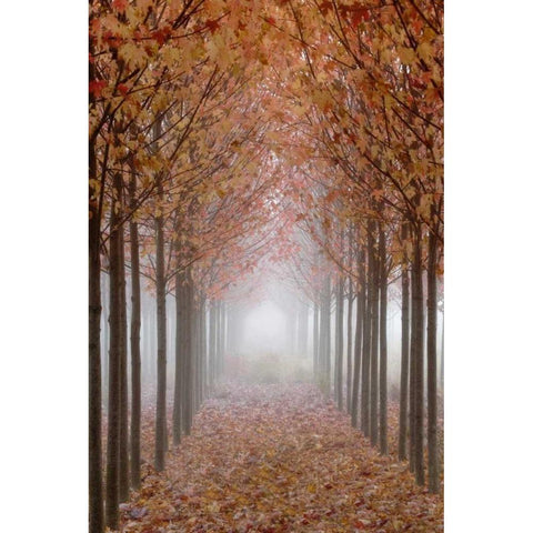 OR, Willamette Valley Autumn-colored maple trees Black Modern Wood Framed Art Print by Paulson, Don
