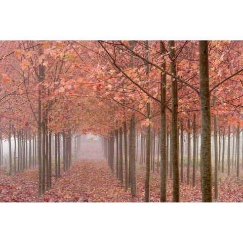 OR, Willamette Valley Autumn-colored maple trees Black Modern Wood Framed Art Print with Double Matting by Paulson, Don