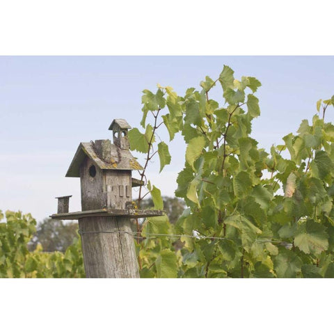 OR, Willamette Valley Birdhouse in vineyard Black Modern Wood Framed Art Print with Double Matting by Paulson, Don