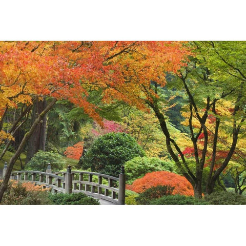 Oregon, Portland Bridge and maple tree in autumn Black Modern Wood Framed Art Print by Paulson, Don