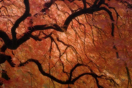 Image Only