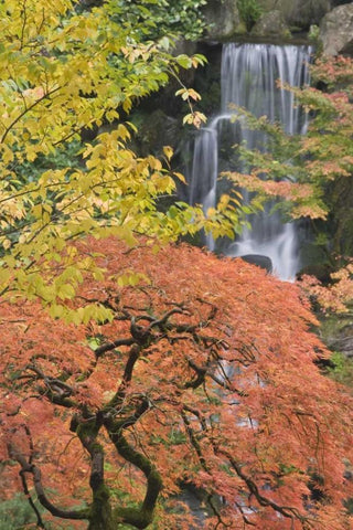 Oregon, Portland Japanese maple and waterfall White Modern Wood Framed Art Print with Double Matting by Paulson, Don