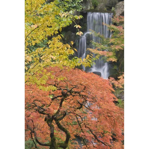 Oregon, Portland Japanese maple and waterfall Black Modern Wood Framed Art Print with Double Matting by Paulson, Don