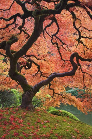 OR, Portland Japanese maple trees in autumn White Modern Wood Framed Art Print with Double Matting by Paulson, Don