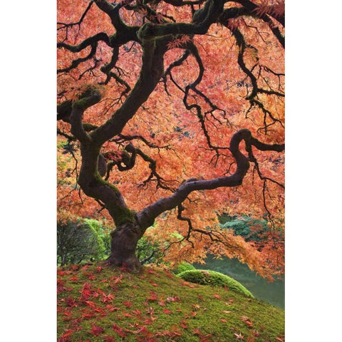 OR, Portland Japanese maple trees in autumn Black Modern Wood Framed Art Print by Paulson, Don