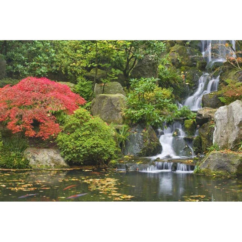 Oregon, Portland Waterfall flows into koi pond Black Modern Wood Framed Art Print by Paulson, Don