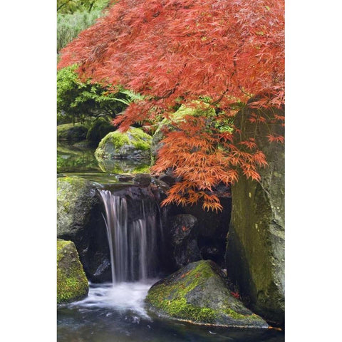 Oregon, Portland Waterfall and Japanese maple Black Modern Wood Framed Art Print with Double Matting by Paulson, Don