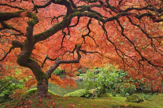 Image Only