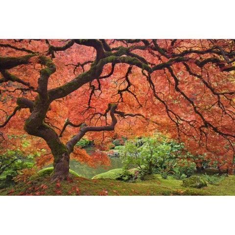 OR, Portland Japanese maple tree next to a pond Black Modern Wood Framed Art Print with Double Matting by Paulson, Don