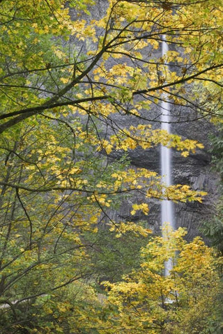 OR, Columbia Gorge Latourell Falls in autumn White Modern Wood Framed Art Print with Double Matting by Paulson, Don