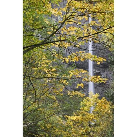 OR, Columbia Gorge Latourell Falls in autumn White Modern Wood Framed Art Print by Paulson, Don