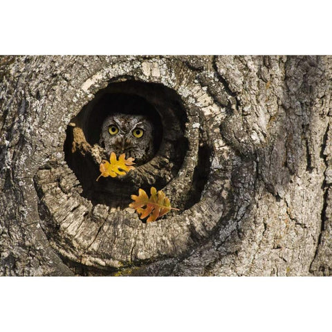 OR, Mosier Screech owl occupies knot hole Black Modern Wood Framed Art Print by Paulson, Don