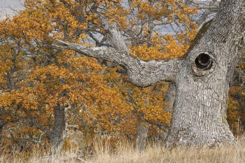 Oregon, Mosier Old oak tree with large knot hole Black Ornate Wood Framed Art Print with Double Matting by Paulson, Don