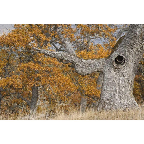 Oregon, Mosier Old oak tree with large knot hole White Modern Wood Framed Art Print by Paulson, Don
