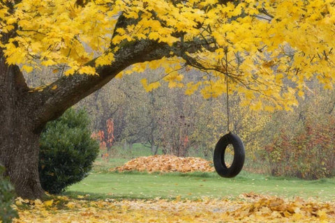OR, Hood River Tire swing hangs from tree branch Black Ornate Wood Framed Art Print with Double Matting by Paulson, Don