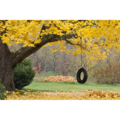 OR, Hood River Tire swing hangs from tree branch Black Modern Wood Framed Art Print by Paulson, Don