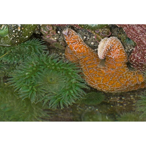OR, Bandon Beach Sea stars and anemones Black Modern Wood Framed Art Print by Illg, Cathy and Gordon