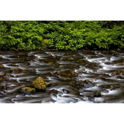 OR, Columbia Gorge Eagle Creek with vegetation White Modern Wood Framed Art Print by Carter, Jean