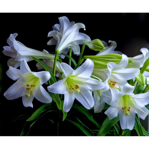 USA, Oregon Close-up of Easter lilies Black Modern Wood Framed Art Print with Double Matting by Carter, Jean