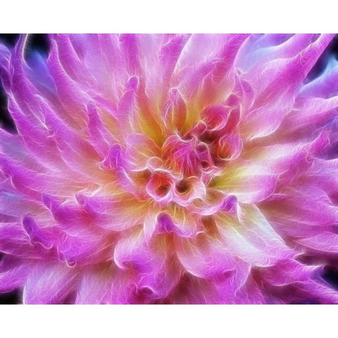 Oregon Abstract of digitally altered pink dahlia Black Modern Wood Framed Art Print with Double Matting by Carter, Jean